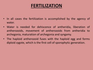 FERTILIZATION
• In all cases the fertilization is accomplished by the agency of
water.
• Water is needed for dehiscence of antheridia, liberation of
antherozoids, movement of antherozoids from antheridia to
archegonia, maturation of archegonia and syngamy.
• The haploid antherozoid fuses with the haploid egg and forms
diploid zygote, which is the first cell of sporophytic generation.
 