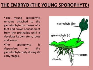 THE EMBRYO (THE YOUNG SPOROPHYTE)
• The young sporophyte
remains attached to the
gametophyte by means of a
foot and draws nourishment
from the prothallus until it
develops its own stem, roots
and leaves.
•The sporophyte is
dependent on the
gametophyte only during its
early stages.
 