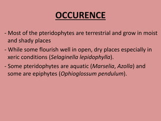 OCCURENCE
- Most of the pteridophytes are terrestrial and grow in moist
and shady places
- While some flourish well in open, dry places especially in
xeric conditions (Selaginella lepidophylla).
- Some pteridophytes are aquatic (Marselia, Azolla) and
some are epiphytes (Ophioglossum pendulum).
 