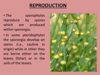 REPRODUCTION
• The sporophytes
reproduce by spores
which are produced
within sporangia.
• In some pteridophytes
the sporangia develop on
stems (i.e., cauline in
origin) while in other they
are borne either on the
leaves (foliar) or in the
axils of the leaves.
 