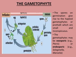 THE GAMETOPHYTE
• The spores on
germination give
rise to the haploid
gametophytes or
prothalli which are
small and
inconspicuous.
• The
gametophytes may
be exosporic (e.g.,
Pteris) or
endosporic (e.g.,
Selaginella,
Marselia)
 