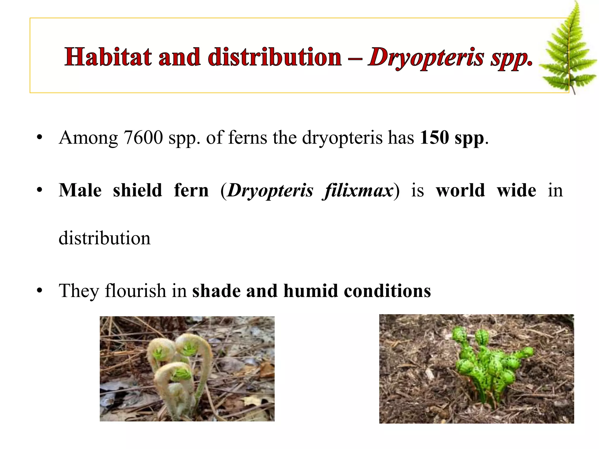 • Among 7600 spp. of ferns the dryopteris has 150 spp.
• Male shield fern (Dryopteris filixmax) is world wide in
distribution
• They flourish in shade and humid conditions
 