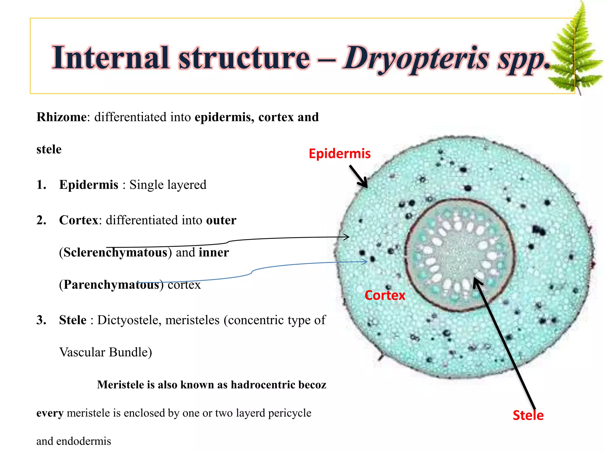 Internal structure – Dryopteris spp.
Rhizome: differentiated into epidermis, cortex and
stele
1. Epidermis : Single layered
2. Cortex: differentiated into outer
(Sclerenchymatous) and inner
(Parenchymatous) cortex
3. Stele : Dictyostele, meristeles (concentric type of
Vascular Bundle)
Meristele is also known as hadrocentric becoz
every meristele is enclosed by one or two layerd pericycle
and endodermis
Epidermis
Cortex
Stele
 