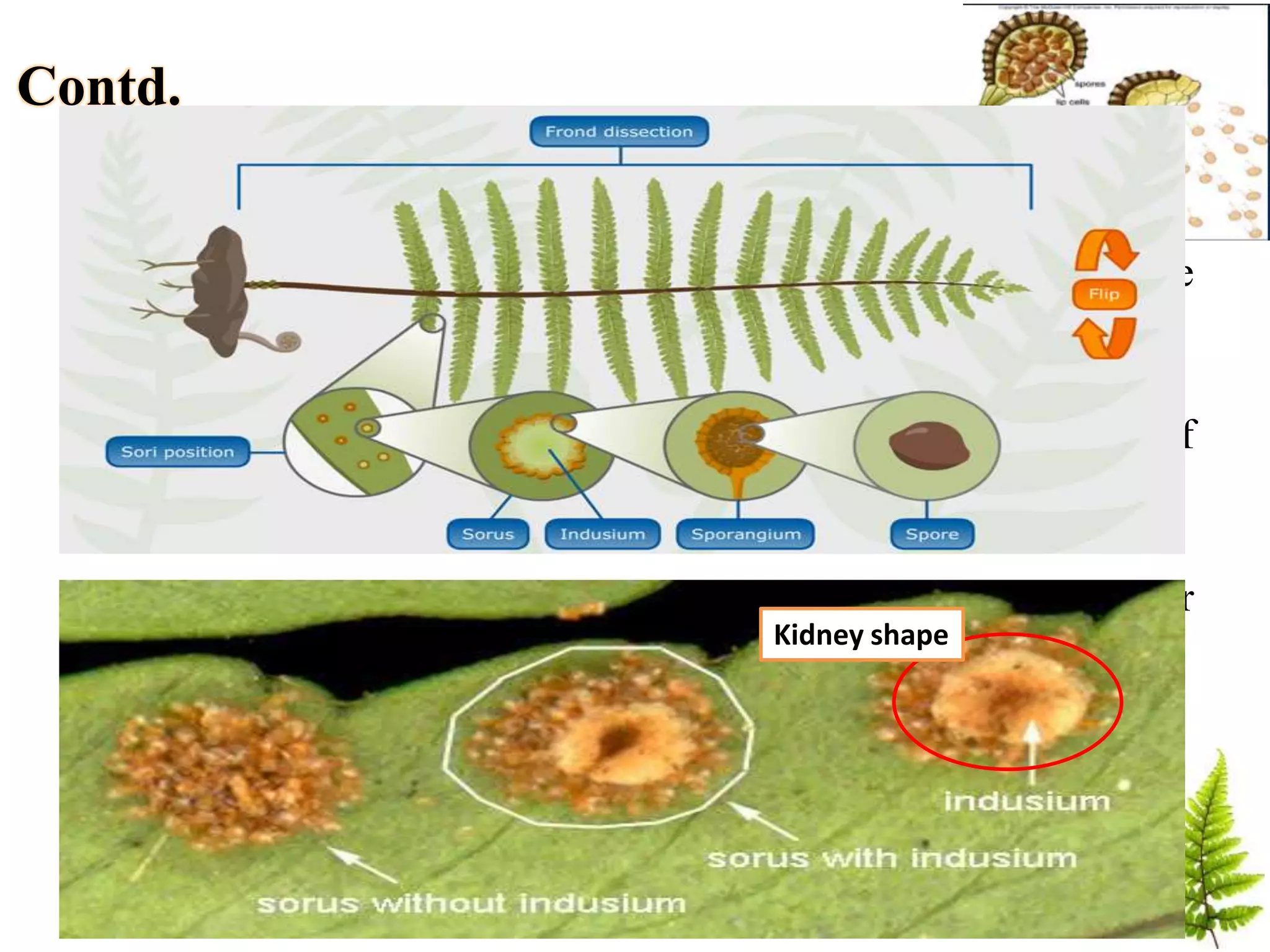 Contd.
• The sori appear reniform due to the kidney shaped protective
thin and membranous covering called indusium
• There is a single layered thick ring like structure consisting of
annulus and stomium
• The sporangium contains 16 spore mother cells which after
reduction division produces 64 haploids
• Dehiscence of the capsule – Catapult mechanism
Kidney shape
 