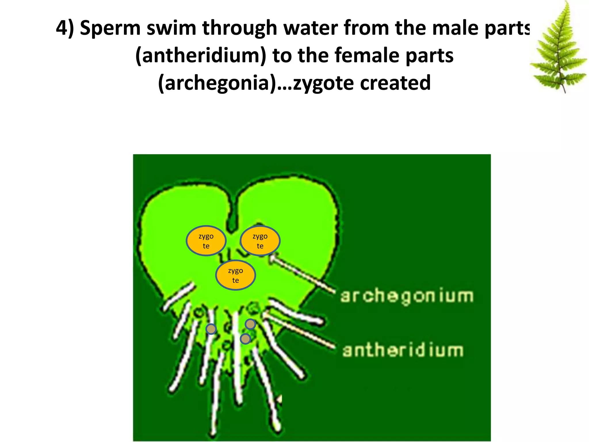 4) Sperm swim through water from the male parts
(antheridium) to the female parts
(archegonia)…zygote created
eggegg
egg
zygo
te
zygo
te
zygo
te
 