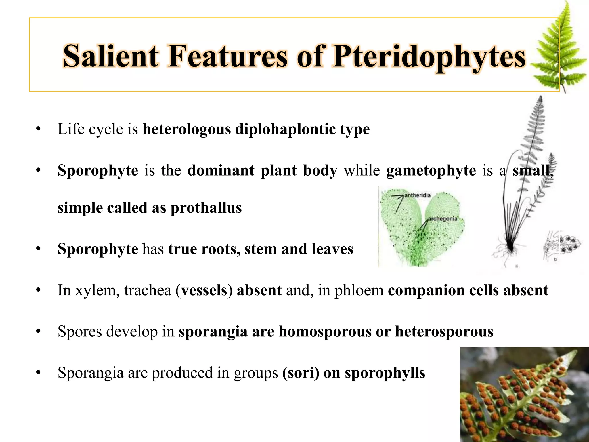 Salient Features of Pteridophytes
• Life cycle is heterologous diplohaplontic type
• Sporophyte is the dominant plant body while gametophyte is a small,
simple called as prothallus
• Sporophyte has true roots, stem and leaves
• In xylem, trachea (vessels) absent and, in phloem companion cells absent
• Spores develop in sporangia are homosporous or heterosporous
• Sporangia are produced in groups (sori) on sporophylls
 