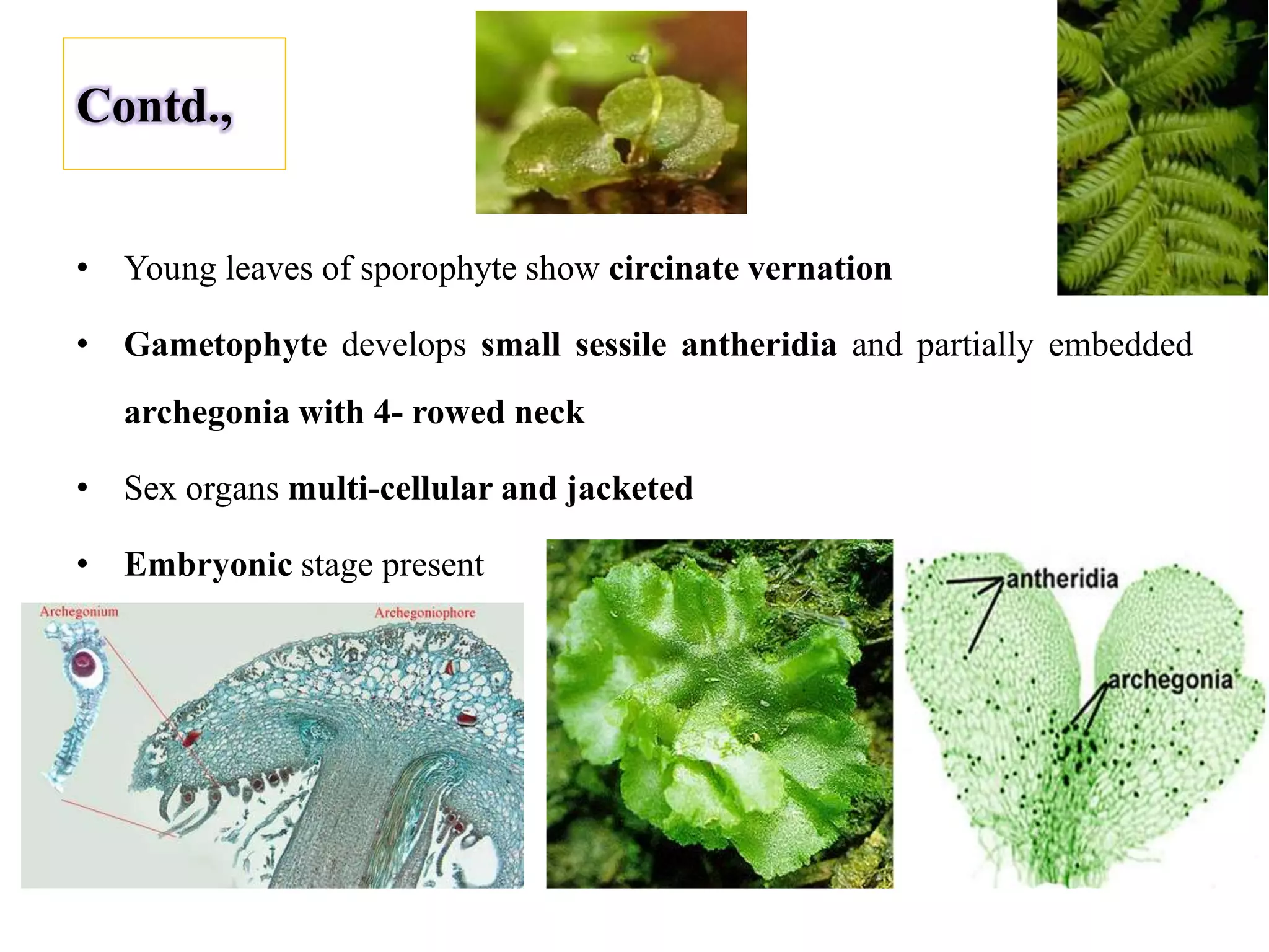 Contd.,
• Young leaves of sporophyte show circinate vernation
• Gametophyte develops small sessile antheridia and partially embedded
archegonia with 4- rowed neck
• Sex organs multi-cellular and jacketed
• Embryonic stage present
 