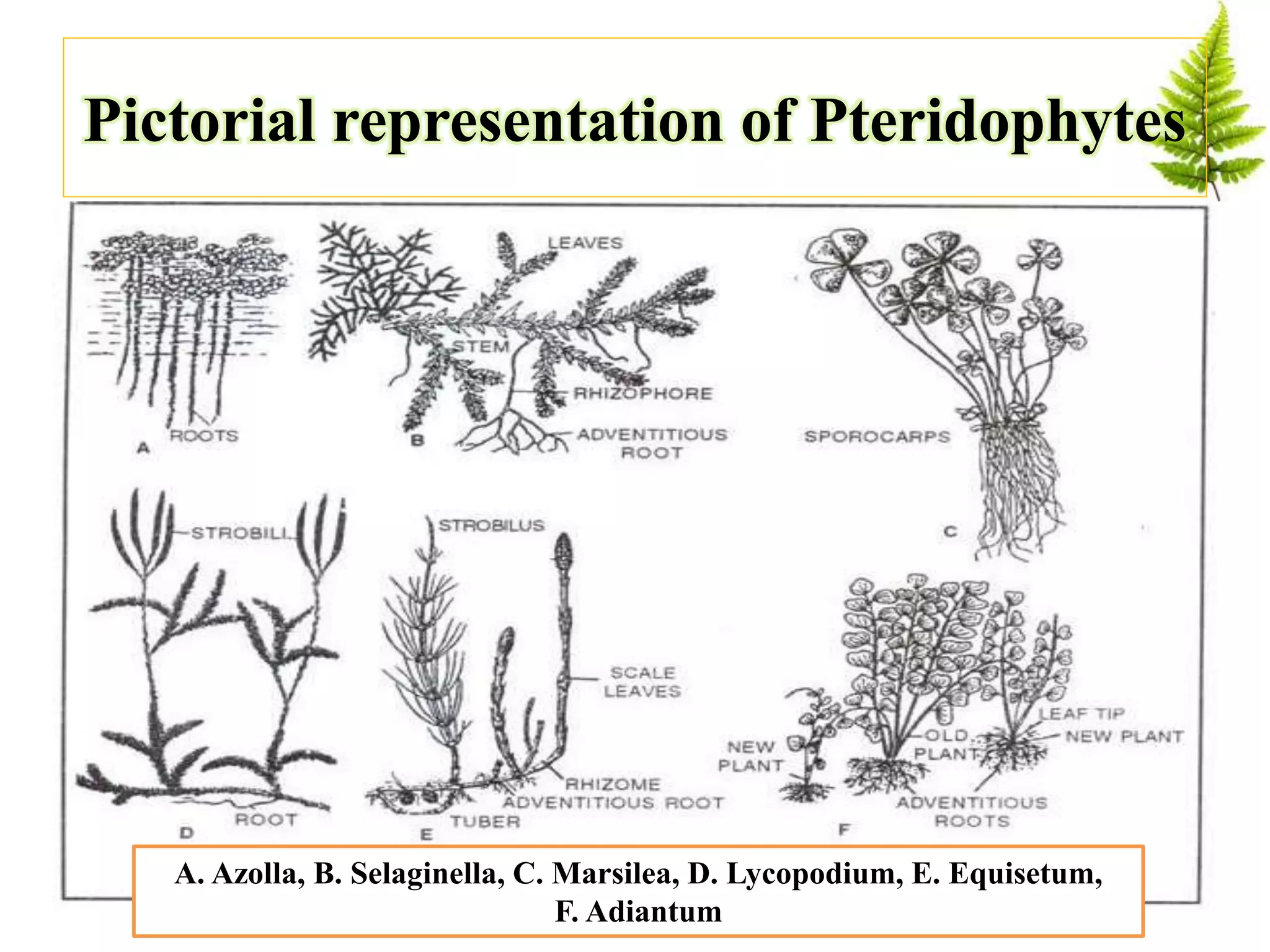 Pictorial representation of Pteridophytes
A. Azolla, B. Selaginella, C. Marsilea, D. Lycopodium, E. Equisetum,
F. Adiantum
 