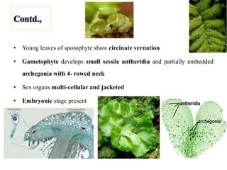 Contd.,
• Young leaves of sporophyte show circinate vernation
• Gametophyte develops small sessile antheridia and partially embedded
archegonia with 4- rowed neck
• Sex organs multi-cellular and jacketed
• Embryonic stage present
 