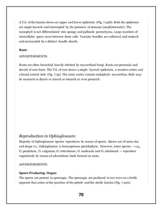Pteridophytes | DOCX