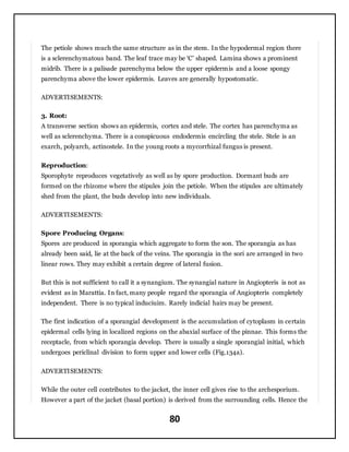 Pteridophytes | DOCX