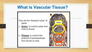 What is Vascular Tissue?
 