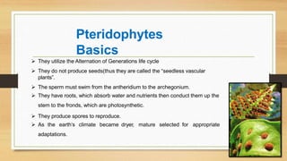 Pteridophytes
Basics
 They utilize the Alternation of Generations life cycle
 They do not produce seeds(thus they are called the “seedless vascular
plants”.
 The sperm must swim from the antheridium to the archegonium.
 They have roots, which absorb water and nutrients then conduct them up the
stem to the fronds, which are photosynthetic.
 They produce spores to reproduce.
 As the earth’s climate became dryer, mature selected for appropriate
adaptations.
 