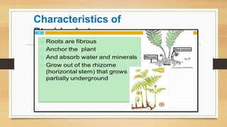 Characteristics of
Pteridophytes
 