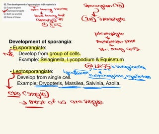 Development of sporangia:
• Eusporangiate:
Develop from group of cells.
Example: Selaginella, Lycopodium & Equisetum
• Leptosporangiate:
Develop from single cell.
Example: Dryopteris, Marsilea, Salvinia, Azolla.
SporangiumCan
∞
Tre bearing structure
고
↓
Spire bearingleaf
csporophyl) at [m) Sporiphyte
_
⑤ Gca
ptevidophyte
Do
Multicellular plant
∝
&
Str :
many Cells-
rune
ESSSelaginella
Lycopodium
Ʃ
ensporangiate
,equisetum
_
∞
-
osingle
-
> most of us are
single.
-
 