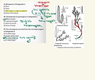 utizopove
、
Stemtrost
Sui-generig
aitis
ofitsownyreI
√
&LESS new organ
เร
d
ensporangiate
,
& cas celled)
·
고
 