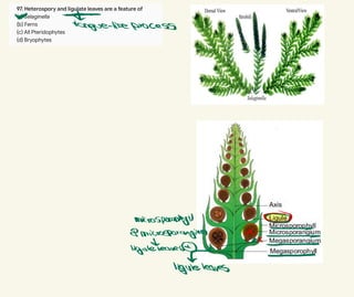 ∅ *
tongue-likeprocess
microsporophyl/ ∞
Rmicrosporangium X
←
⇌
고 X
-
liguleleaves
∝ ー
liguleleaves
 