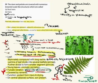Plant body differentiated into root, stem, leaves.
• Root: primary root ephemeral, replaced by adventitious root.
• Stem: underground called rhizome, covered by brown colored hairs/scales called ramenta.
• Leaf:
Bipinnately compound with long rachis.
Lamina of leaf divide into several lea
fl
ets (pinnae).
Further divide to form smaller segment (pinnule).
• Young leaves: circinate verniation.
• Furcate venation: lateral vein bifurcated at tip.
• Covered by ramenta.
• Function: protect from injury & drying.
• On ventral (abaxial) surface, sori present.
·
Adventitiousbuds
d &
legetative
∞ alsim
peridophyte
&
-
bryophytes
Frhizome
Vegetative protestion
reproduction;
3apper part - leaf
·paventi e
媟 separatesnewplantdit growth
→
-
-
>
rhizome branch
dichotomously
-
>terminal part of rhizome:
aerial
←
- drib equivalent
6
S
--
ㆁ
* 3amidii
"
vacnis
fak
surcarerenation
 