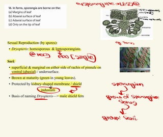 Sexual Reproduction (by spores):
• Dryopteris: homosporous & leptosporangiate.
Sori:
• superficial & marginal on either side of rachis of pinnule on
ventral (abaxial) / undersurface.
• Brown at maturity (green in young leaves).
• Protected by kidney-shaped membrane / shield
indusium
• Basis of naming Dryopteris—> male shield fern
exspirangiateslegsa
upperepidermis
clesf])
Flower epiteriig
Sig
:
Sorus
CMOLD Tklo
(singl)e
σ
^
-
> sporangium
∞ 고
亠 groun of
sporangium!
sorug
고
group! Sorii.
 