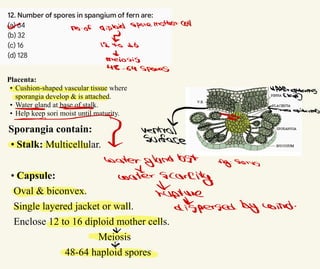 Placenta:
• Cushion-shaped vascular tissue where
sporangia develop & is attached.
• Water gland at base of stalk.
• Help keep sori moist until maturity.
Sporangia contain:
• Stalk: Multicellular.
• Capsule:
Oval & biconvex.
Single layered jacket or wall.
Enclose 12 to 16 diploid mother cells.
Meiosis
48-64 haploid spores
√ No
-of diploid sporemother cell
교
12
to 16
d
meiosis
48-64 Spores
upptrepidermis
cles]
⇐
← o
Flower epidermig
-2 surface
ventral
water gland lost Sig:
Sorus
α
water
scarcity
o
huptire
dispersed by wind
.
小
 
