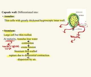 Capsule wall: Differentiated into:
• Annulus:
Thin cells with greatly thickened hygroscopic inner wall.
• Stomium:
Large cell but thin-walled.
At maturity, Annulus lose water
contraction
create tension
Stomium thin-walled
rupture due to differential contraction
dispersion by air.
…
S
α 울
문
小
Mout
s
Watergland ↓
lost ↓
、
 