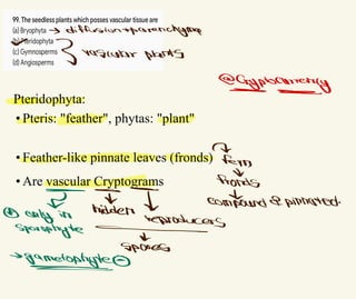 Pteridophyta:
• Pteris: "feather", phytas: "plant"
• Feather-like pinnate leaves (fronds)
• Are vascular Cryptograms
-
> diffusiontparenchyma
∞
3 vascular plants
ecryptosuuremsy
⇐
Fevrs
α
fronds
素 示
웃 d
Rpinnated.
compound
hiddem
⑤ only in
reproducers
Sporsphyte _
λ
Spares
=>
gametophyte
^
 