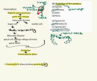 Gametophyte:
Haploid spore germinate
germ tube emerge
transverse division
larger cell smaller cell.
Rhizoidal filament
apical cell undergo oblique division
apical notch
Prothallus
Gametophytic phase
• Gametophytic phase produce gametes.
large
∝
Tamatophyte
∝ small
&
√
dividerepeatedly x
α
*
」
mca
ncte
N
ㄻ
 