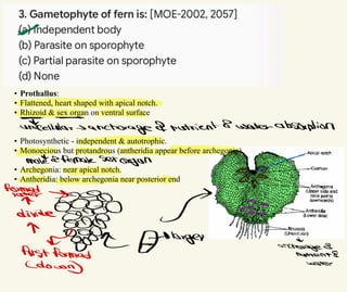 • Prothallus:
• Flattened, heart shaped with apical notch.
• Rhizoid & sex organ on ventral surface
• Photosynthetic - independent & autotrophic.
• Monoecious but protandrous (antheridia appear before archegonia).
• Archegonia: near apical notch.
• Antheridia: below archegonia near posterior end
*
*>
unigellular -
>
anchorage nutrient waterabsorption
malfemale Sex
organ
w
·
formed
^ ·
·la
n λ
anchorageR
nutriemtR
Sowny
Water
 