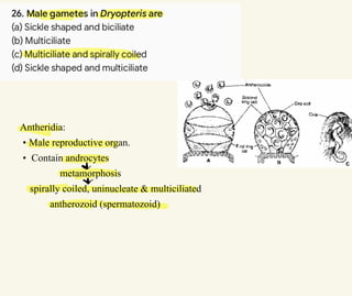 Antheridia:
• Male reproductive organ.
• Contain androcytes
metamorphosis
spirally coiled, uninucleate & multiciliated
antherozoid (spermatozoid)
∝
∞
 