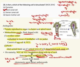 Archegonia:
• Female reproductive organ in cluster near apical notch.
• Multicellular sessile, flask shaped with:
(1) swollen venter:
embedded in tissue of prothallus with no jacket.
Consist of egg cell & VCC.
(2)Neck:
short-armed made up of vertical rows of cell, binucleated neck canal cell.
• On maturity, NCC & VCC breakdown along with tip of neck
form mucilage with malic acid
excrete from mouth
chemotactic agent attract antherozoids
gametophyted
sporsphyte i
∞
θ
pteridophyte
gametophyte smaller
bryophyte
4-
12
& anchegonialonger
-
≠
- &MOJA
超
∅
nan
5 .7 cells (recksel
l
δ
-
-
↓
Gaas
lidcellI ∝ * chemoattractant
고 ∞
^
 