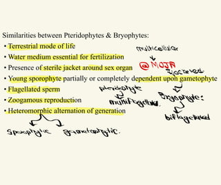 Similarities between Pteridophytes & Bryophytes:
• Terrestrial mode of life
• Water medium essential for fertilization
• Presence of sterile jacket around sex organ
• Young sporophyte partially or completely dependent upon gametophyte
• Flagellated sperm
• Zoogamous reproduction
• Heteromorphic alternation of generation
multicellutar
*
& MOJA
↑
jacketed.
{
Ateridophyte
ょ Bryophyte:
multiflagellate
고
biflagellated
Sporophytic Gametophytis.
 