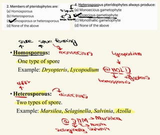 • Homosporous:
One type of spore
Example: Dryopteris, Lycopodium
• Heterosporous:
Two types of spore.
Example: Marsilea, Selaginella, Salvinia, Azolla
S ←
aspore
*
[2 =
∞ malefemale
some
spire
forming
∞
= >
monoecious Lysopodium
↓
QMOLD
Tayopteris
difft homospurous
∞
-
Eiserious
& SAM- Marsilea
& Azella
Selaginella,salvimia
 