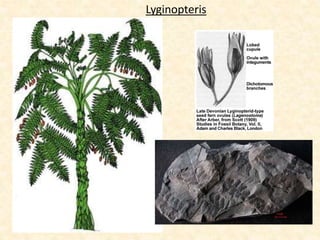 Lyginopteris
 