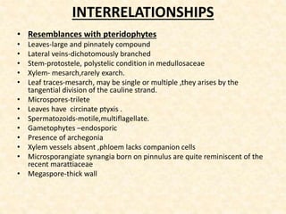INTERRELATIONSHIPS
• Resemblances with pteridophytes
• Leaves-large and pinnately compound
• Lateral veins-dichotomously branched
• Stem-protostele, polystelic condition in medullosaceae
• Xylem- mesarch,rarely exarch.
• Leaf traces-mesarch, may be single or multiple ,they arises by the
tangential division of the cauline strand.
• Microspores-trilete
• Leaves have circinate ptyxis .
• Spermatozoids-motile,multiflagellate.
• Gametophytes –endosporic
• Presence of archegonia
• Xylem vessels absent ,phloem lacks companion cells
• Microsporangiate synangia born on pinnulus are quite reminiscent of the
recent marattiaceae
• Megaspore-thick wall
 
