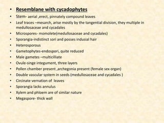 • Resemblane with cycadophytes
• Stem- aerial ,erect, pinnately compound leaves
• Leaf traces –mesarch, arise mostly by the tangential division, they multiple in
medullosaceae and cycadales
• Microspores- momolete(medullosaceae and cycadales)
• Sporangia-indistinct sori and posses indusial hair
• Heterosporous
• Gametophytes-endospori, quite reduced
• Male gametes –multicilliate
• Ovule-singe integument, three layers
• Pollen chamber present ,archegonia present (female sex organ)
• Double vascular system in seeds (medullosaceae and cycadales )
• Circinate vernation of leaves
• Sporangia lacks annulus
• Xylem and phloem are of similar nature
• Megaspore- thick wall
 