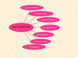 lyginopteridaceae
medullosaceae
calamopityaceae
glossopteridaceae
peltaspermaceae
corystospermaceae
caytoniaceae
pteridospermales
 