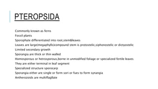 PTEROPSIDA
Commonly known as ferns
Fossil plants
Sporophyte differentiated into root,stem&leaves
Leaves are large(megaphylls)compound stem is protostelic,siphonostelic or dictyostelic
Limited secondary growth
Sporangia are thick or thin walled
Homosporous or hetrosporous,borne in unmodified foliage or specialized fertile leaves
They are either terminal in leaf segment
Specialized structure sporocarp
Sporangia either are single or form sori or fues to form synangia
Antherozoids are multiflagllate
 