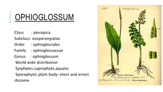 OPHIOGLOSSUM
Class : pteropsia
Subclass: eusporangiatae
Order : ophioglossales
Family : ophioglossaceae
Genus : ophioglossum
World wide distribution
Epiphytes,saprophyte,aquatic
Sporophytic plant body-short and errect
rhizome
 