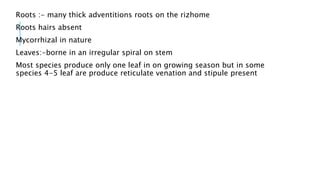 Roots :- many thick adventitions roots on the rizhome
Roots hairs absent
Mycorrhizal in nature
Leaves:-borne in an irregular spiral on stem
Most species produce only one leaf in on growing season but in some
species 4-5 leaf are produce reticulate venation and stipule present
 
