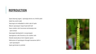 REPROUCTION
Spore bearing organs:-sporangia borne on a fertile spike
Spike has sterile stalk
Sporangia are embedded in either side of spike
Mature sporangium large fused with leaf
Spore mother cells functional and develop into
spore tetrad
Sporangial development is eusporngiate
Sporogenous cells function as for mother cells
Devide meiotically to form haploid spores
Dehiscence of sporangium through transverse cleft in
each sporangium
Spore germinate to prothali
 