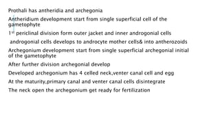 Prothali has antheridia and archegonia
Antheridium development start from single superficial cell of the
gametophyte
1st periclinal division form outer jacket and inner androgonial cells
androgonial cells develops to androcyte mother cells& into antherozoids
Archegonium development start from single superficial archegonial initial
of the gametophyte
After further division archegonial develop
Developed archegonium has 4 celled neck,venter canal cell and egg
At the maturity,primary canal and venter canal cells disintegrate
The neck open the archegonium get ready for fertilization
 