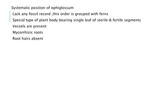 Systematic position of ophiglossum
Lack any fossil record ,this order is grouped with ferns
Special type of plant body bearing single leaf of sterile & fertile segments
Vessels are present
Mycorrhizic roots
Root hairs absent
 
