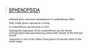 SPHENOPSIDA
Attained their maximum development in carboniferous flora
Only single genus equisetum is living
In carboniferons period grew to 25m
Spenopsida vegetation of the carboniferons period almost
extinct(expect equisetum)during unfavorable climate of the Permian
period
Equisetum is one of the oldest living genus of vascular plant in the
world today
 