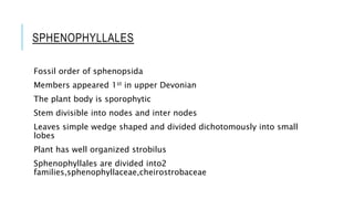 SPHENOPHYLLALES
Fossil order of sphenopsida
Members appeared 1st in upper Devonian
The plant body is sporophytic
Stem divisible into nodes and inter nodes
Leaves simple wedge shaped and divided dichotomously into small
lobes
Plant has well organized strobilus
Sphenophyllales are divided into2
families,sphenophyllaceae,cheirostrobaceae
 