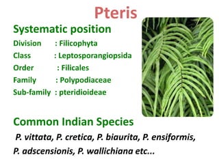 Systematic position
Division : Filicophyta
Class : Leptosporangiopsida
Order : Filicales
Family : Polypodiaceae
Sub-family : pteridioideae
Common Indian Species
P. vittata, P. cretica, P. biaurita, P. ensiformis,
P. adscensionis, P. wallichiana etc...
Pteris
 