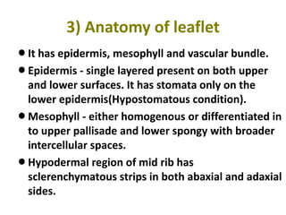 3) Anatomy of leaflet
lIt has epidermis, mesophyll and vascular bundle.
lEpidermis - single layered present on both upper
and lower surfaces. It has stomata only on the
lower epidermis(Hypostomatous condition).
lMesophyll - either homogenous or differentiated in
to upper pallisade and lower spongy with broader
intercellular spaces.
lHypodermal region of mid rib has
sclerenchymatous strips in both abaxial and adaxial
sides.
 