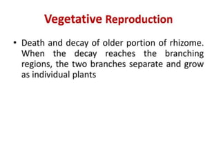 Pteris ppt