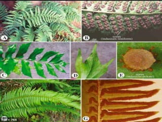 Pteris ppt