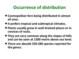 Occurrence of distribution
lCosmopolitan fern being distributed in almost
all area.
lIt prefers tropical and subtropical climates.
lPlants usually grow in well drained places or in
crevices of rocks.
lThey are very common along the slopes of hills
and can be seen at 1200 metre above sea level.
lThere are aboubt 250-280 species reported for
the genus.
 