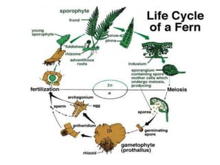 Pteris ppt